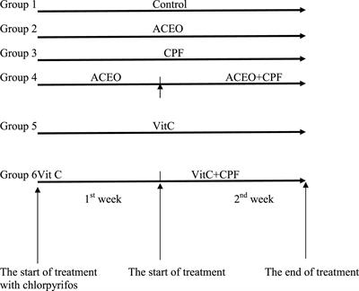 Antioxidant and Protective Effects of Artemisia campestris Essential Oil Against Chlorpyrifos-Induced Kidney and Liver Injuries in Rats